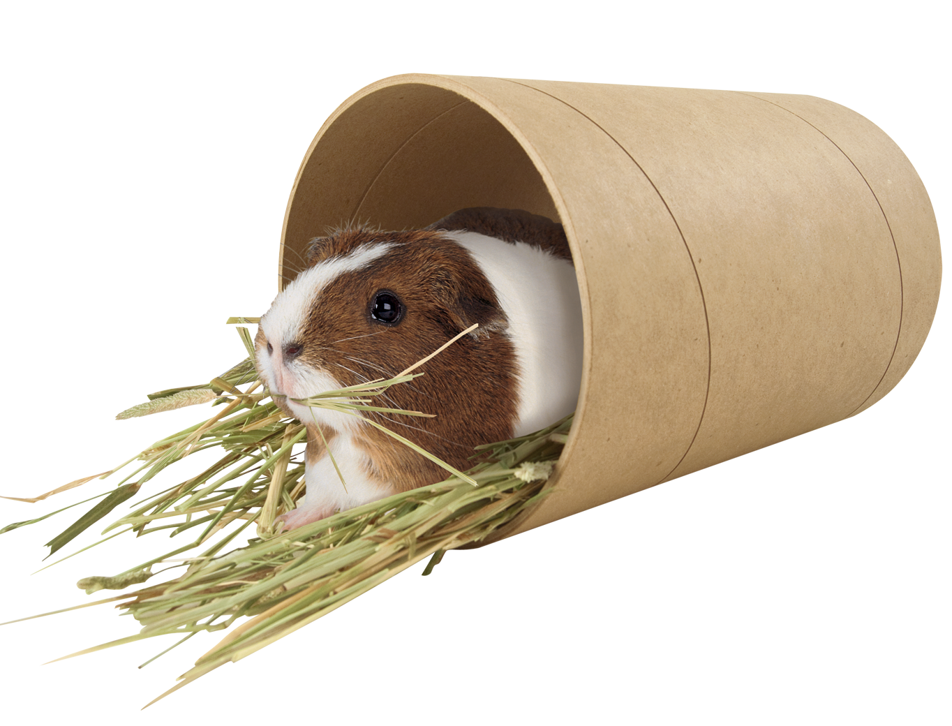 Guinea Pig inside Hay Tube